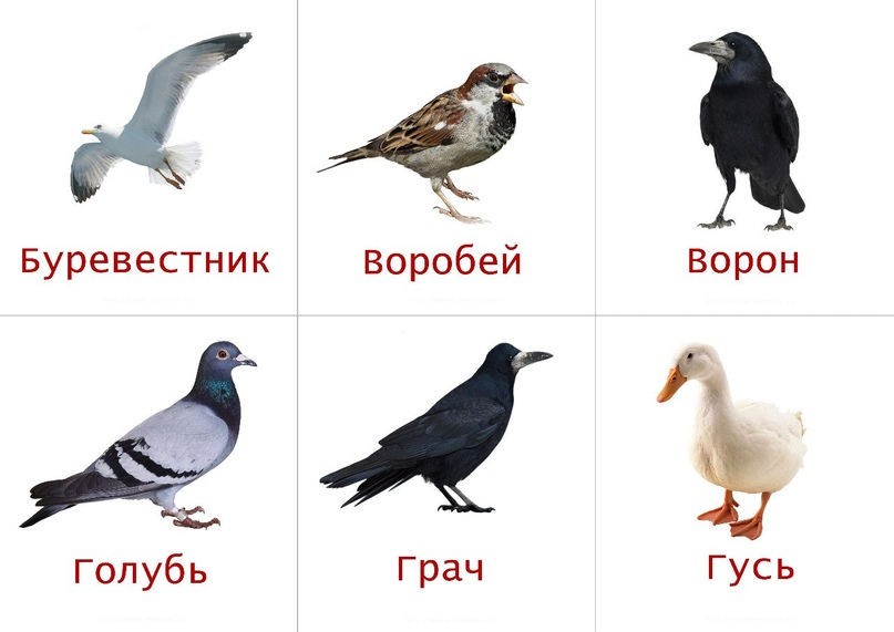 КАРТОЧКИ для ЗАНЯТИЙ с ДЕТЬМИ «ПТИЦЫ»